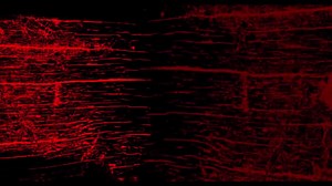 12K views · 43 reactions | RockOpera Praha on Reels | Facebook