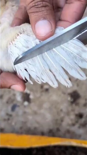 Secret Tip to Boost Chick Growth Fast! 🐣✂️ Grow Your Chicks 2X Faster!