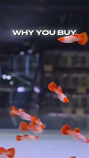 Don’t Buy Female Guppies at PetSmart
