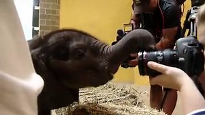 ADORABLE: The Pittsburgh Zoo & PPG Aquarium's new baby elephant, who was born prematurely, made her public debut today! FULL STORY: http://cbsloc.al/2tr5ABD | KDKA-TV | CBS Pittsburgh