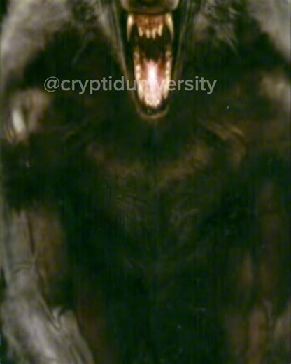 53K views · 2.1K reactions | The rules of the Appalachia. | Cryptid University | Facebook