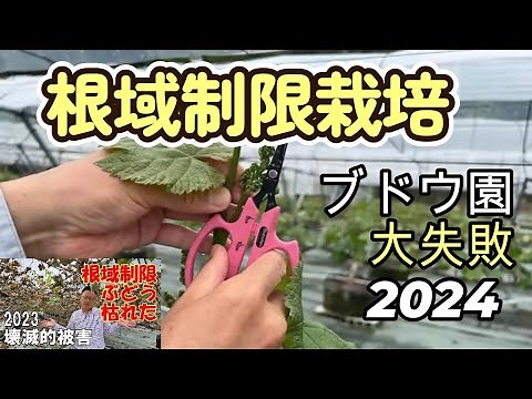 How to Grow Grapes [Following up Dead Trees in 2024] A clear explanation of how to grow grapevine...