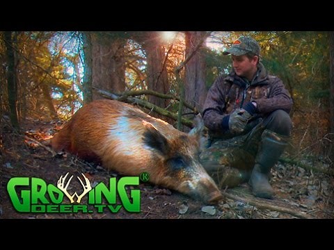 Hunting Wild Hogs In Oklahoma (#325) @GrowingDeer.tv