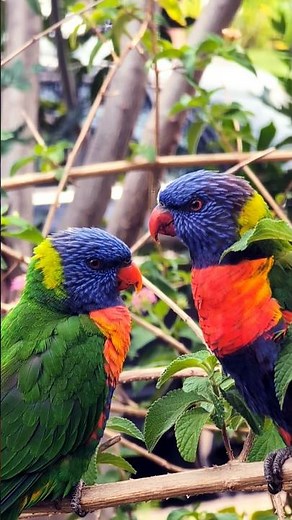 A close look at Sydney’s vibrant rainbow lorikeets, showing off their colours in the morning light.