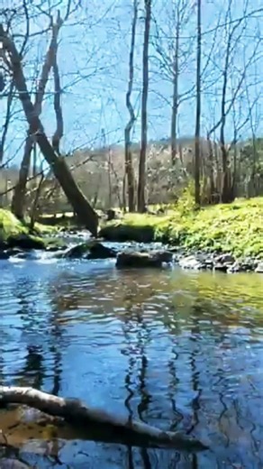 Relaxing Forest Creek 🌿 4K Nature Ambience for Focus & Calm