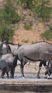 154K views · 4.1K reactions | Oryx gathering for a peaceful drink under the Namibian sun. #namibia #etosha #oryx #safari #travel #wildlife #traveller #visitnamibia #africansafari #explore #wildlifephotography #madbookings | Nwrnamibia | Facebook