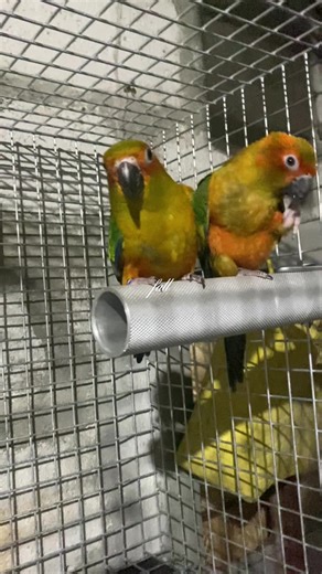Caring for Sun Conures: A Heartfelt Journey