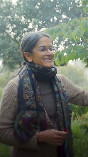 कमरख को zone १ रसोई के पास लगाए #permaculturedesign #permaculturezoning #whatsgrowing