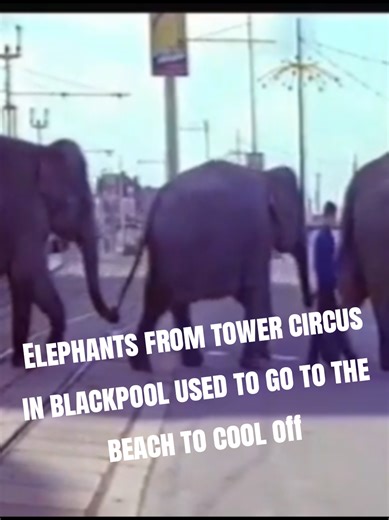 Do you remember when the Elephants from @Blackpooltowercircus 🎪 used to go to the beach to cool off. #blackpool #blackpooltower #circus #Elephants #beaches