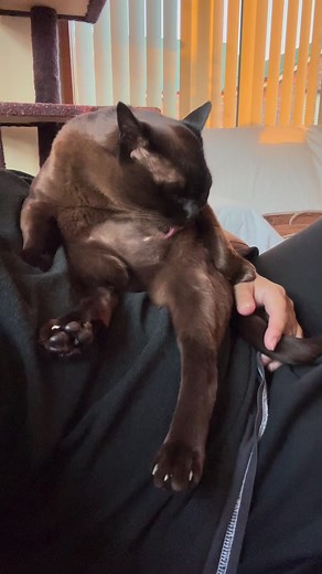 Sometimes you get snuggly cuddles other times you’re just support for a cleaning session…complete with a paw rest. #thekirbinator #cats #catcleaning #burmese #brownburmese #furkids #sableburmese #burmesecatsofaustralia #gato #neko | Furkids and food