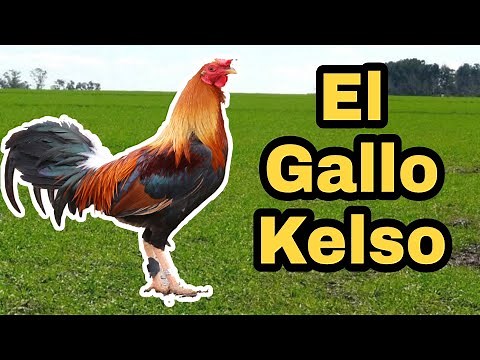 Todo sobe el Gallo Kelso