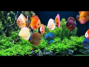 Amazing Discus Collection and Set Up by Vitalis Jukneris