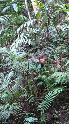 14K views · 153 reactions | wild boar detection #trap #boar | I Am Primitive | Facebook