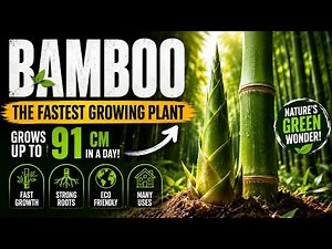 Bamboo – The Fastest Growing Plant on Earth | Amazing Facts & Science Explained