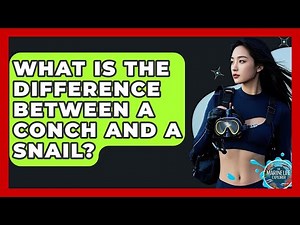 What Is The Difference Between A Conch And A Snail? - The Marine Life Explorer