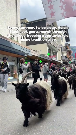 The Goat Parade in Zermatt, Switzerland