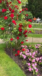 No matter where I’m headed, I somehow always end up walking through the Ropes Mansion Garden to get there. Fun fact: I’m almost never on time for anything 😂⏳🌸 #SalemMassachusetts #RopesMansion #GardenDetour #ChronicallyLate | PurelySalem