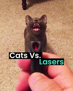 127K views · 2.7K reactions | Cats battling against laser pointers  | Animal Antics | Facebook