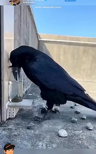 The crow s story came true. #crowdwork #birds #animals #animallover #genius #everyoneシ゚ #everyonefollowers #fypシ゚ | Charlie Rivera