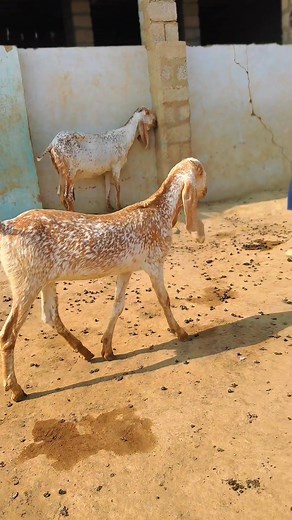 56K views · 5.4K reactions | ماشااللہ #makhicheenabreed #goatfarm #viralvideo | Tahaar Dariy&goat Farms | Facebook