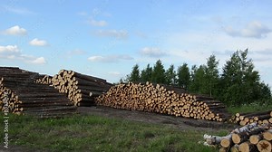 Wood felling industry. Stack birch and pine tree logs in autumn