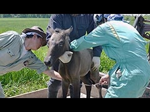赤ちゃんドサンコ続々誕生 馬の種付け始まる 北大・静内研究牧場