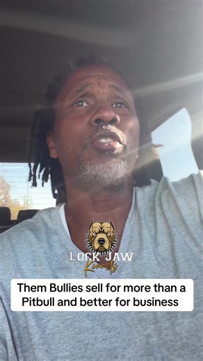 Bully breeder make more money than pitbull breeders. #bullyvspitbull #pitbull #bullybreeds #bullyowners #gamedogs