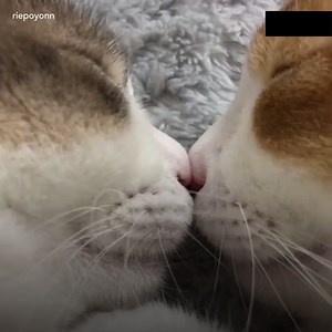 2.2M views · 137K reactions | These two cuddly kitties are inseparable and it’s way too cute!  | Inspire | Facebook