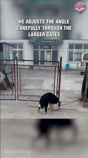 Genius Border Collie Solves an Impossible Puzzle 🤯