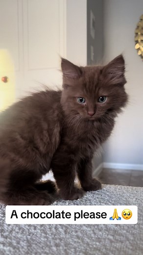 A chocolate ragdoll please! Ever seen a brown cat??? #ragdoll #ragdollcat #ragdollkitten #catsoftiktok #foryou #cutecat #cutekitty #cutekittycat #browncat #cinnamoncat