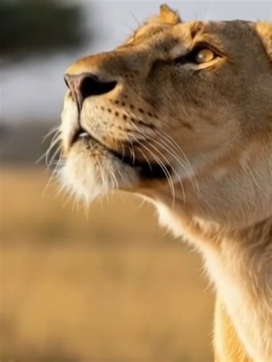 🎵 BREATH OF THE SAVANNA – SoundsOfEnigma | Enigma-Style Music ✨ “Breath of the Savanna” is a timeless journey into the living heart of the wild. It follows the ancient rhythm of the savanna where animals move in harmony with the land, and every breath carries memory, balance, and purpose. This piece speaks of presence and connection: life unfolding without haste, guided by instinct older than time. It opens a sacred space where earth, sky, and living beings exist as one continuous pulse. 🌌 A c