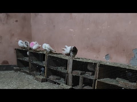 Kabootar Bazi | Kabutar Bazi | #viral #pigeon #birds #kabootar #kabutar #pets #animal
