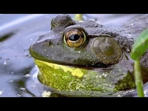Gigantic bullfrog bellows out a loud croak in the lillypads