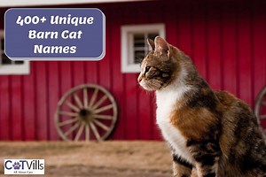 400  Best Barn Cat Names That Are Oh-So Adorable
