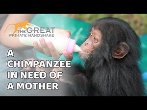 A Baby Chimpanzee in need of a Mother | Ape Action Africa