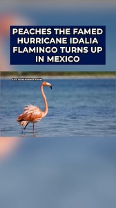 14K views · 159 reactions | FLORIDA FLAMINGO FOUND 囹 A flamingo that became a viral sensation during Hurricane Idalia after being blown to Tampa Bay by wild winds has been located after disappearing for two years. READ MORE: bit.ly/4jK32Ej | FOX 13 News - Tampa Bay | Facebook