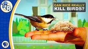 Fact or Fiction: Uncooked Rice is Bad for Birds | Reactions Science Videos - American Chemical Society