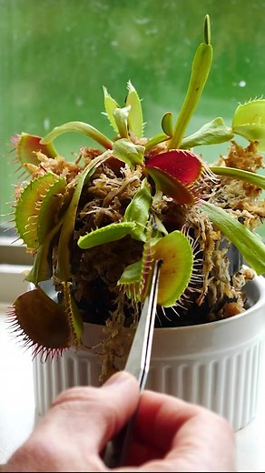 176K views · 1.3K reactions | Feeding my venus flytrap candy instead of flies! #reels #venusflytrap #plant #candy #fly #science | The Action Lab | Facebook