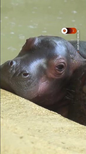 Baby hippo born at Berlin Zoo