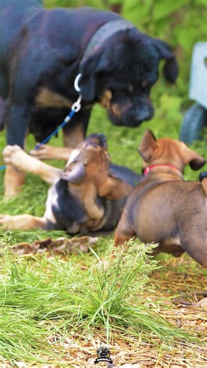 Boerboel Mom Vs Pup