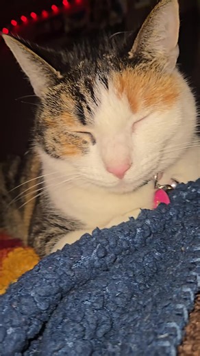 Buns Buns Honey (@buns.buns.honey)’s videos with original sound - mycatBruce_