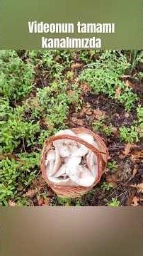 Dede külahı mantarı toplama videomuzdan kısa bir bölüm videonun tamamını kanalımızda bulabilirsiniz