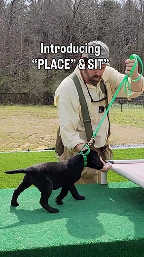 Sporting Life Kennels on Instagram: "Real-time demonstration of introducing “place” and “sit” to a puppy for the first time."