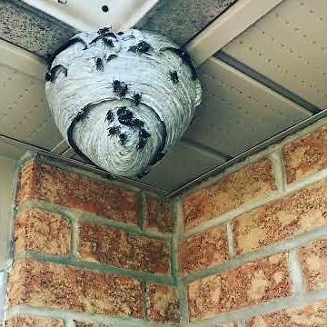 Large Hornet Nest of Angry Bald Faced Hornets Being Removed From Homeowners Soffit