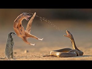 "Epic Battle: Black Mamba vs. Mongoose - Nature's Ultimate Showdown!"