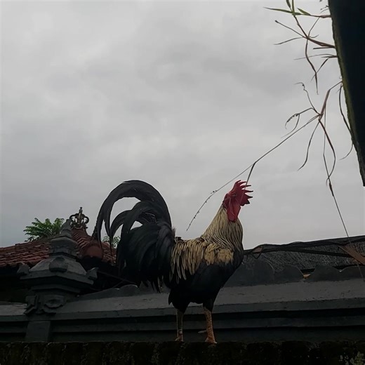 Rooster Cockerel Crowing | Rooster Doodle do | Morning Rooster Cockerel Sound #roostersound #fypシ