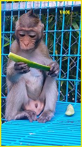 26K views · 523 reactions | Baby Phoenix so adorable | Voice of Monkey | Facebook