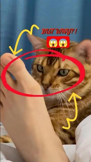 CAT TONGUE SECRETS REVEALED! 🐱🧼 YOU WONT BELIEVE THIS! | CAT FACTS