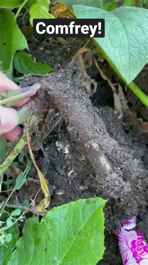 Comfrey a fast-growing medicinal herb valued for its ability to heal skin, bones, and tissues.