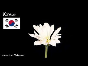 Baby Einstein - Numbers Nursery: One Flower (One-Line Multilanguage)